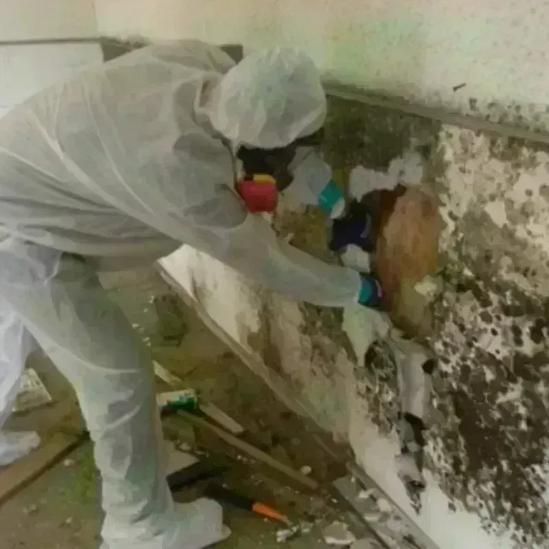 Mold Remediation and Removal in Pinewood Estates, TX